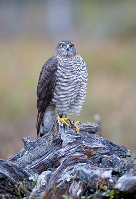 BB 11 0154 / Accipiter nisus / Spurvehauk